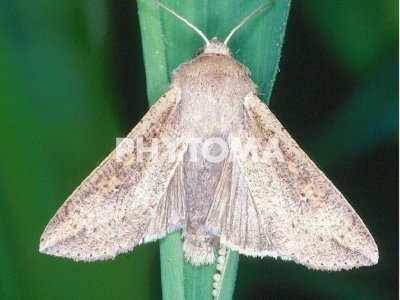 Diabrotica virgifera virgifera